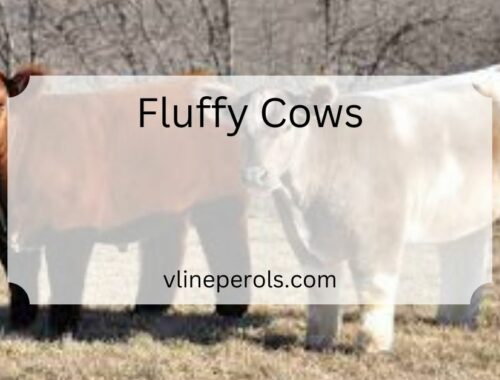 Fluffy Cows