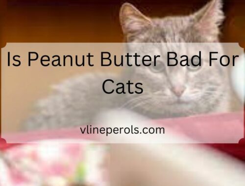 Is Peanut Butter Bad For Cats