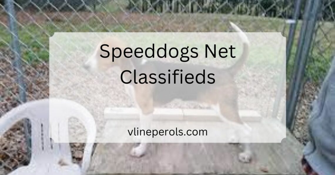 Speeddogs Net Classifieds