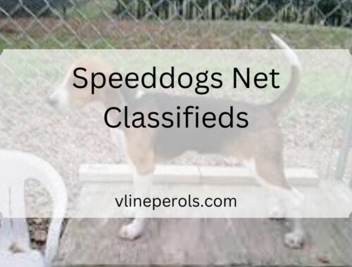 Speeddogs Net Classifieds