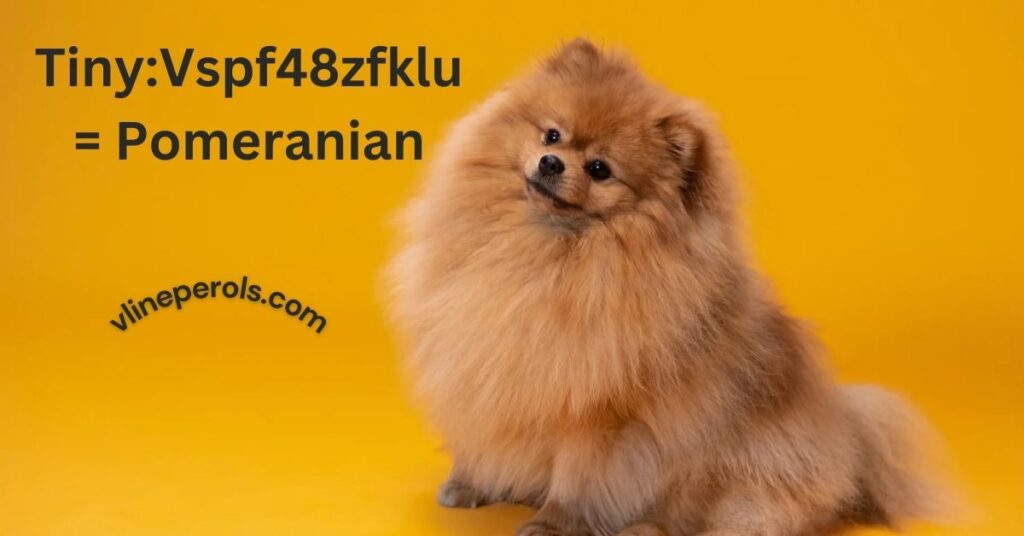 Tiny:Vspf48zfklu= Pomeranian