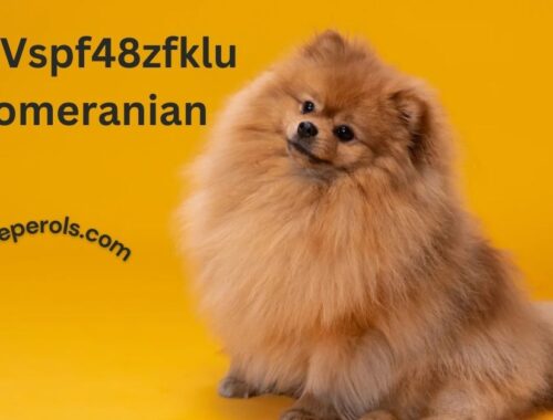 Tiny:Vspf48zfklu= Pomeranian