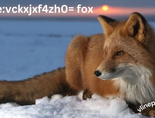 Cute:vckxjxf4zh0= fox