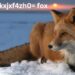 Cute:vckxjxf4zh0= fox