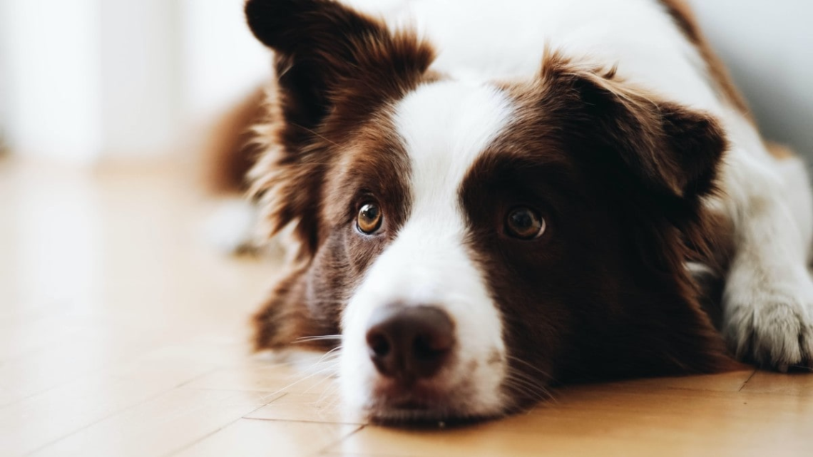 Ways To Help Your Pet Adjust to a New Townhome Rental