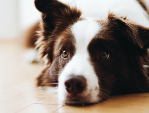 Ways To Help Your Pet Adjust to a New Townhome Rental